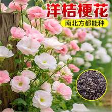 ۹Nӡ۹ɫذļ _׻ԵϱNֲ