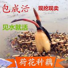 ź źN źN ɏź ʳ ^p ɻN\ˮ