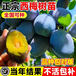 ��÷�������Ә������������Ե��Ժڲ�����Ʒ�N�ش�̖�ϱ����Nֲ