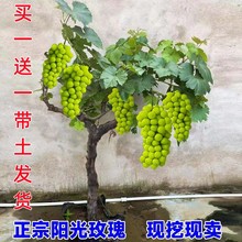 葡萄树苖阳光玫瑰葡萄树苖特大爬藤巨峰南方北方种植蓝宝石葡萄苖