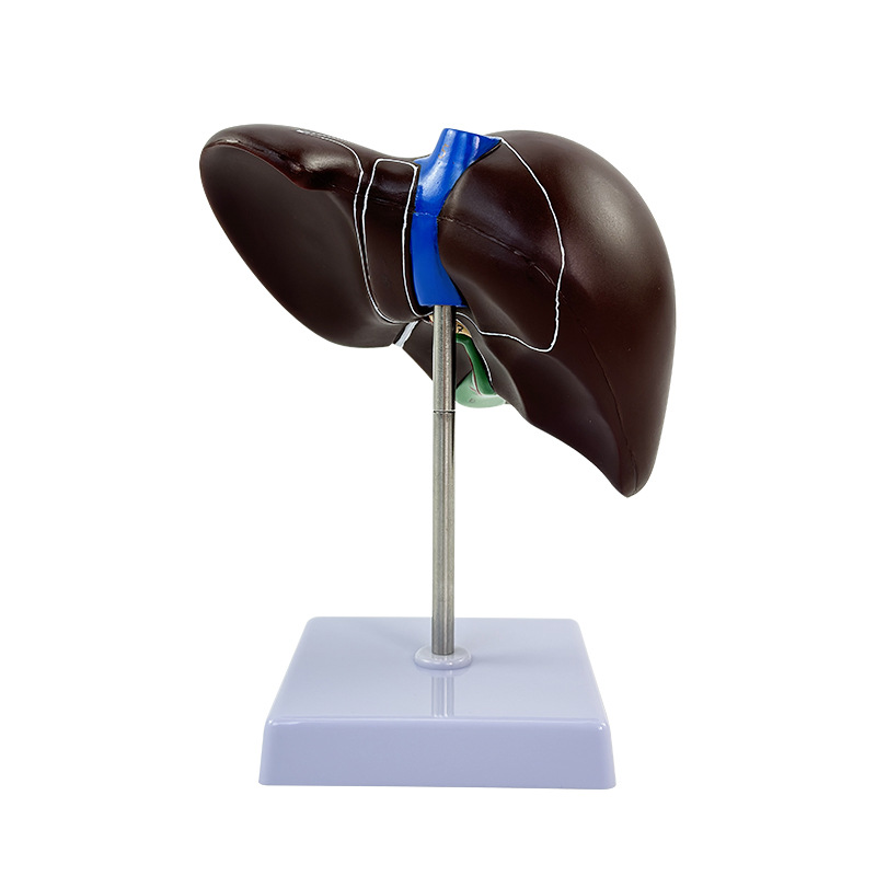 ��ѧ����������ģ�͸���Ѫ��Ҷ�ε��ҵ��ܹ���ҽѧ��������ģ��