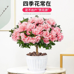 �ļ��_�����N�����Ի��ܾGֲ���玧�����Ϙ����B�҃��r��ֲ���辰