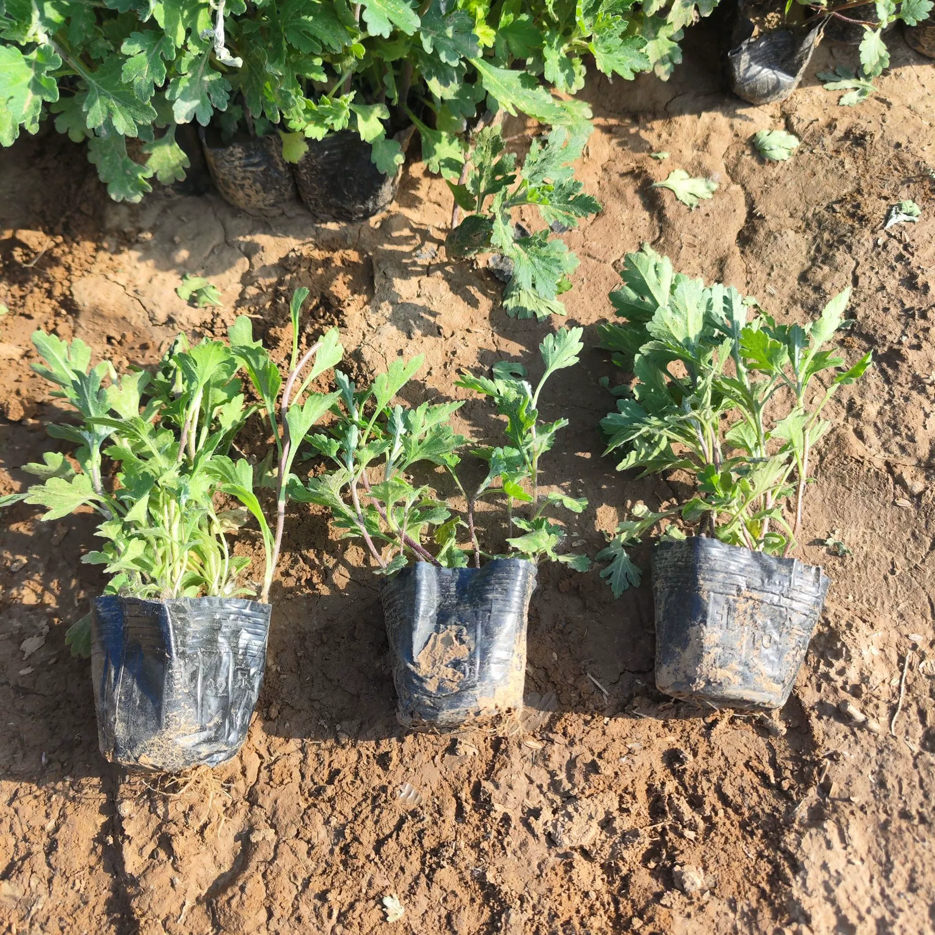 Почвенное покрытие для рассады хризантемы, легко живет и цветет в любое время года, в горшках для внутреннего и наружного использования, для балконов, почвенное покрытие для хризантемы, уличные зеленые растения, ландшафтные цветы