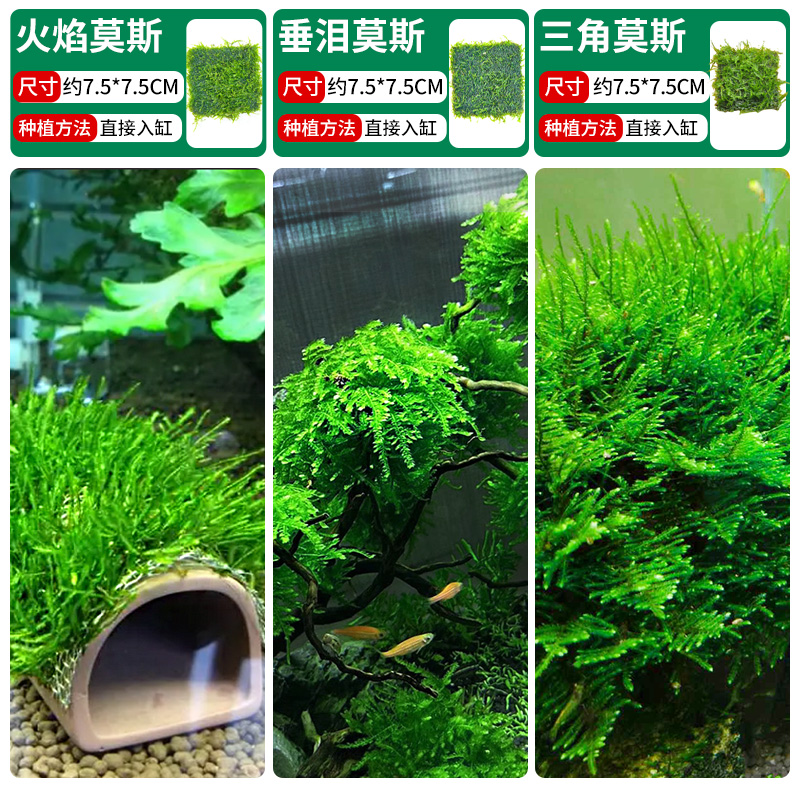 불꽃이끼 + 눈물이끼 + 삼각이끼 [클래식 조합]❤훌륭한 가치]