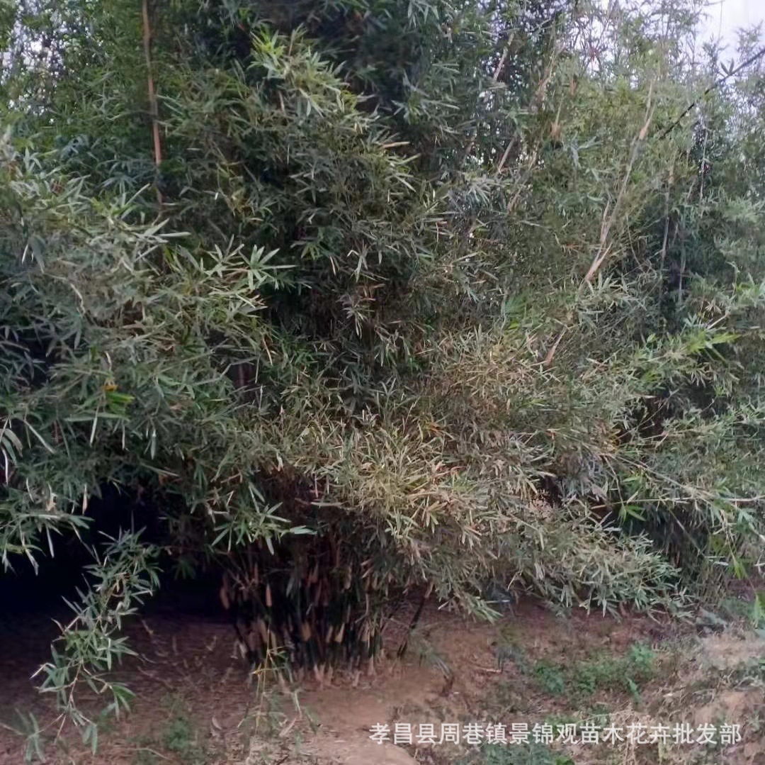 慈孝竹丛生刚竹子苗窝竹苗木慈孝竹篱笆围墙用刚竹毛竹竹子丛生-阿里巴巴