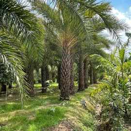 造景棕榈树海枣树大型景观树中东海枣银海枣椰子树公园造景海枣树