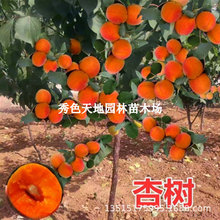 杏树活苗嫁接南北方种植特大凯特巨蜜王帝王甜杏当年结果杏子树苗