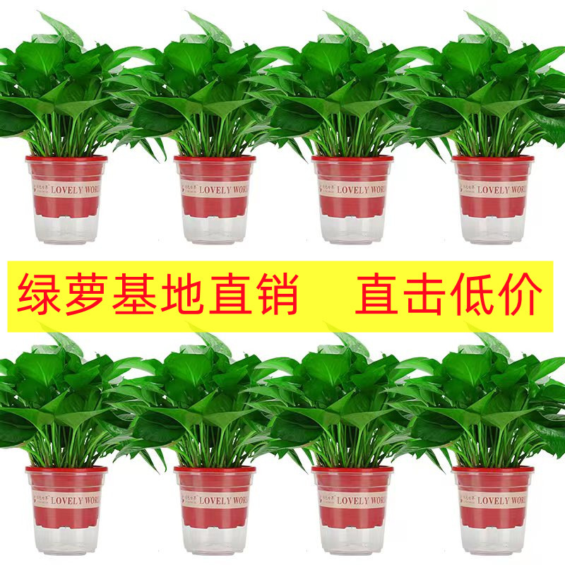 180 Large Potted Florals Wholesale Hydroponic Long Vine Potted Florals Indoor Green Plants Small Green Basket Formaldehyde Removal Small Potted Plants