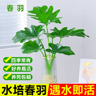 Hydroponic Plant Spring Feather Potted Soilless Pure Indoor Easy to Grow Spring Rain Green Plant Living Room Desktop Flower Monstera