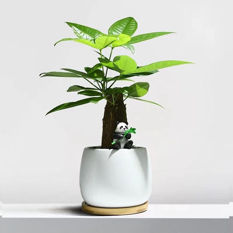 Money Tree Indoor Potted Plants, Living Room, Shade-Tolerant Green Plants, Office Desktop Florals, Evergreen All Year Round, Easy to Grow and Bring in Wealth and Treasure Plants