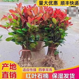 �t�~ʯ骘��������ļ����B��ܾGֲ������ͥԺ�ͺ��@�־G����