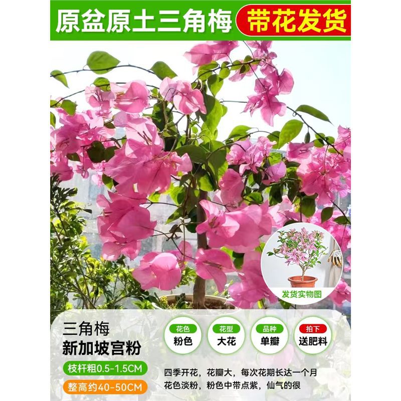 [꽃과 함께 배송되며 수령 즉시 즐겨보세요] 싱가포르 공주 핑크 부겐빌레아 모종 40- 45cm