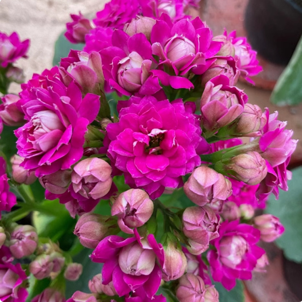 Semillas de flores de larga vida, plantas en maceta en el balcón interior y exterior, flores fáciles de vivir, semillas de flores silvestres en todas las estaciones