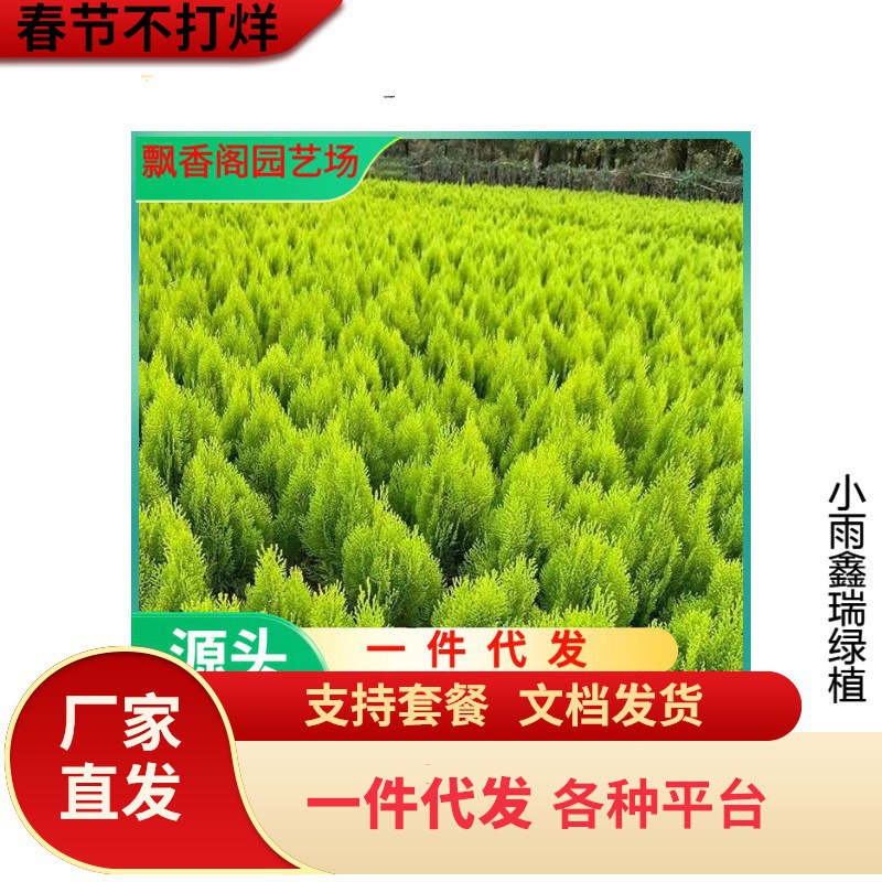 一件代发洒金柏树苗千头柏子孙柏球型植物塔松塔柏龙柏侧柏桧柏松