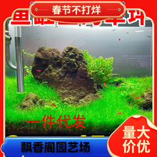 һ�����lˮ�ݷN�����B�~���쾰�o����ˮ�ݷN���ѹŷ��B�~ˮ��ֲ��