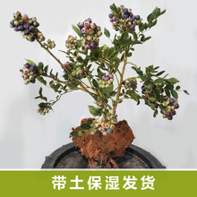 {ݮ玧ƷNشͺԭl؛ϷԵԷNֲ