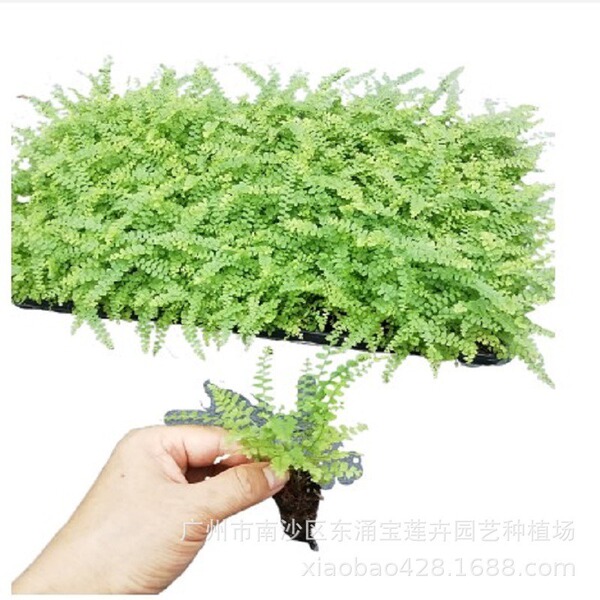 Indoor shady ornamental green plant button fern micro landscape…