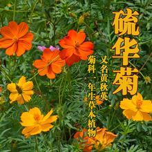 ���A�շN���ļ����N���@�������^�ͺ��ͺ��S��Ӣ����ͥԺ�e���N��