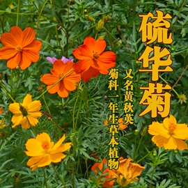 种子;其他园林资材;植保机械