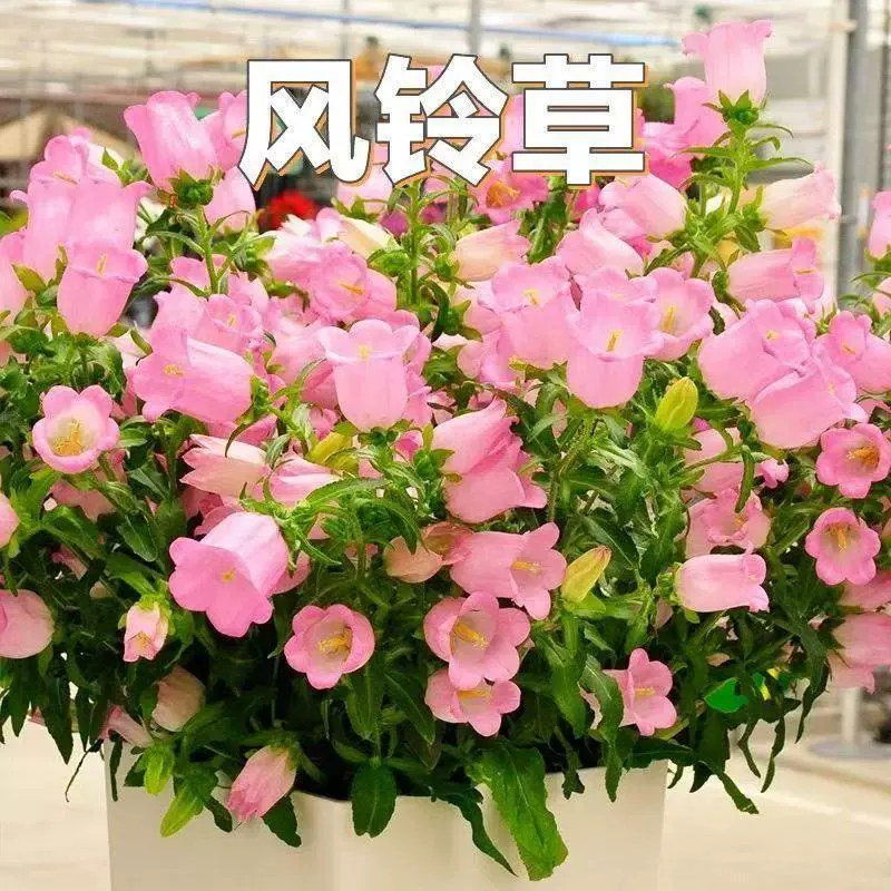 Бокал для вина, колокольчик, большой цветок, колокольчик, цветок в горшке, двор, балкон, цветок, многолетник, многолетник с бутонами