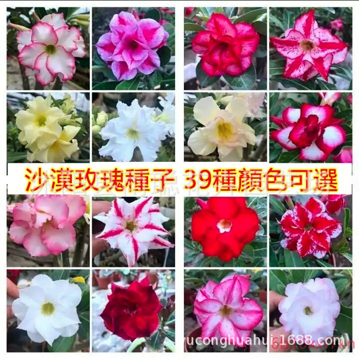 Семена пустынных роз оптом четыре сезона легко жить мясистые растения цветы двойные сорта зеленые растения семена в горшках