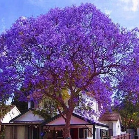 蓝花楹树苗凤凰木树苗.珍贵树苗.庭院小区风景树 绿化树风景盆栽