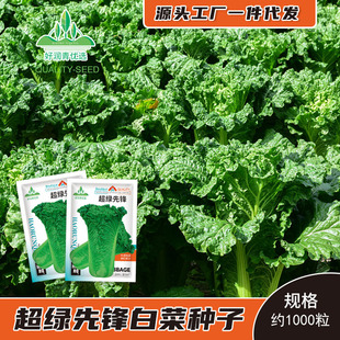 �S�����l���G���h��ײ˷N�������s����������~75�ײ˷N���＾��