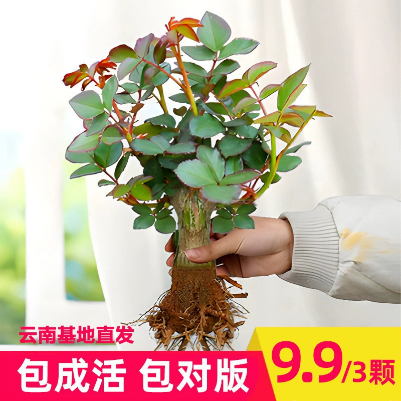 Легко выращиваемые европейские розы в горшках, рассада роз, розы с старым корнем, цветок с коронкой, четырехсезонное растение в горшке