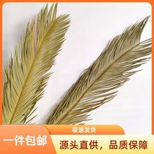 铁树叶子干花 蒲扇叶干花枯叶子 装饰造景布置摄影拍照道具树叶