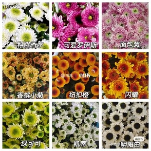 Small Daisy Button Chrysanthemum Flowers Direct Batch Yunnan Kunming Base Straight Hair Free Shipping Water-Raised Fresh Cut Flowers Home Flower Arrangement