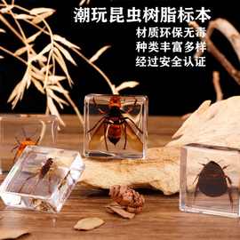 摊位小商品科普教学文创玩具蝴蝶树脂工艺摆件锹甲蟋蟀昆虫标本