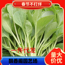 һluë˷Nļuë˲˷NͲ̨СײѷN