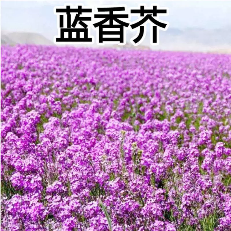 Средние Семена с синим ароматом китайской капусты легко жить в Four Seasons и непрерывно цвести. Многолетние цветы и морские Семена-это семена горчицы с синим ароматом.