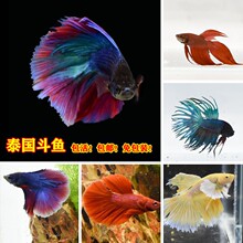 ̩�����~�Ꭷ�^�p�~�{���鼆�~���¹��~�Rβ���w���l�O��ֱ��ֱ�l