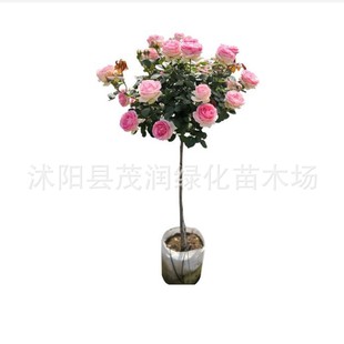 ���l���¼�Ʒ�N����¼����䘶�¼�ͥԺ�G�����ԆΗU�¼�