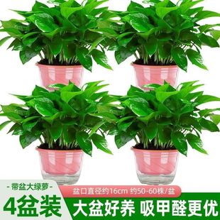 ���~�G�}�����҃ȃ����՚�����ȩ�k����ֲ�����l