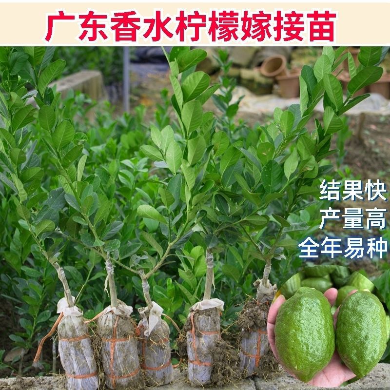 广东四季柠檬无籽台湾香水柠檬树苗食用盆地栽南方种植青柠檬树苗