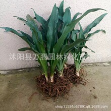 ���w�»��f�������Խ�߅�y߅�ļ�����Gֲ�����ֲ���҃����ռ�ȩ