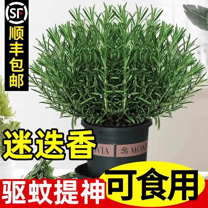 Розмариновые рассады в горшках, съедобные растения от комаров, ванильные и мятные рассады, гидропонные цветы, зеленые растения для дома, жареный стейк.