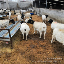 黑头杜泊绵羊繁育场 白头杜泊绵羊 杜泊绵羊种羊现货出售