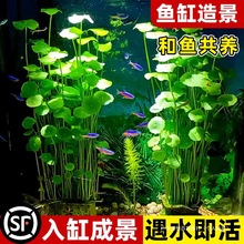 ��Ʒ���B�����~�X��ˮ��ֲ��������~�״��~ˮ��ˮ�|�~�쾰���X��