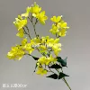 Purple orchid yellow