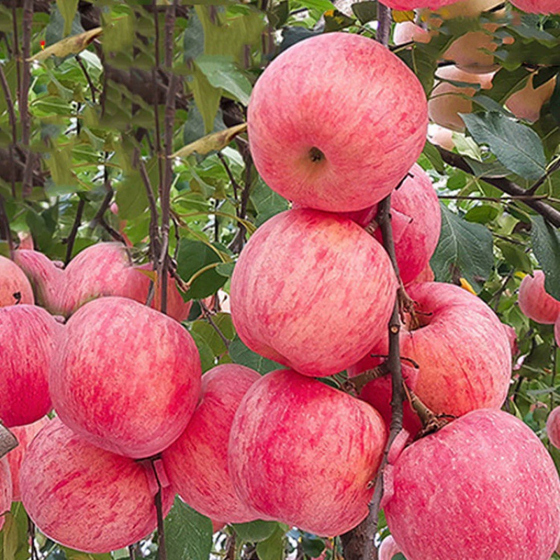 Привитые саженцы яблони Красный Fuji карлик саженцы Золотая Корона прививки горшок посадка рассады на юге и севере года результаты