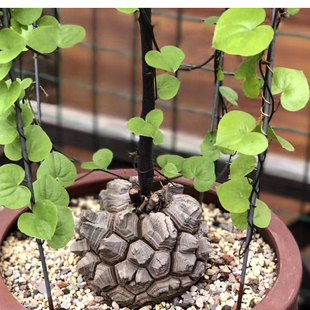 I South African Tortoise Dragon Climbing Vine Root Succulent Plant Cute Pet One Item One Auction Rare and Precious Item with Potted Plant Good Green