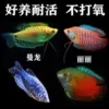 1 each of Blue and Yellow Manlong Colorful Blood Lili, a total of 4 pieces