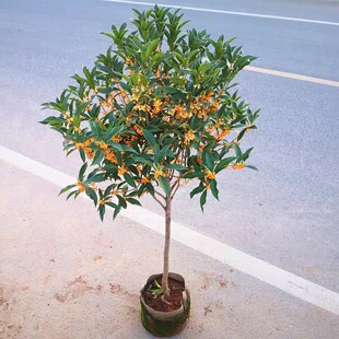 �޽ӹ𻨘����𵤹���ɰ����ͥԺ�ͺ������ļ����������L��ֲ��