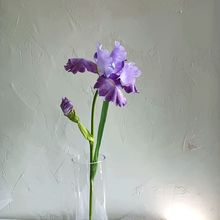 假花鸢尾兰爱丽丝花绢布丝花 拍写真摄影花黑紫色装饰摆件花