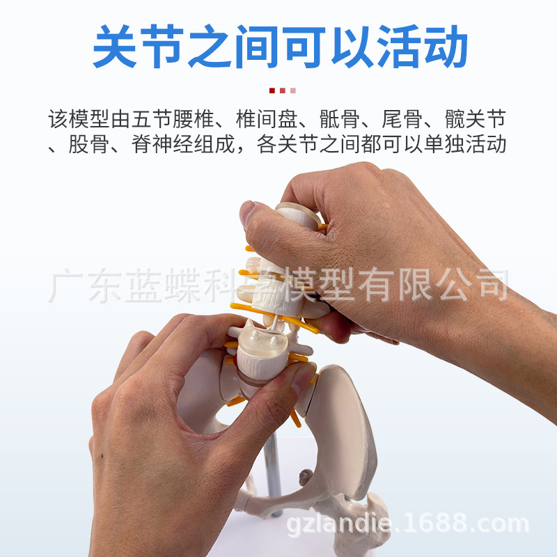 ��̬������׵����ģ�͹ؽڿɻ�������СŮ�Լ������Ľ�ѧ�Ǽ�