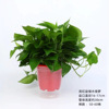 Green Potted Plant Plant Plant Plant Flower Green Plant Water Pei Changtang Hanging Large Green Bad New House to absorb formaldehyde