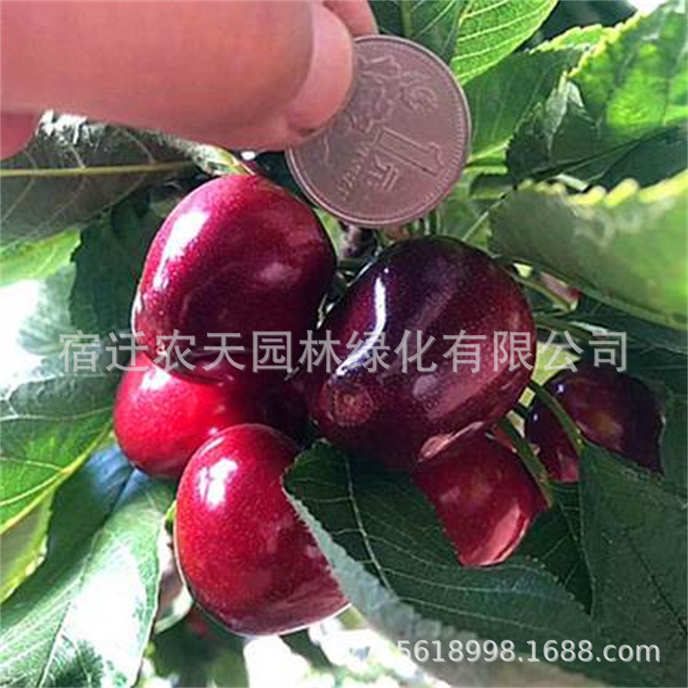 O1CN012RDB7I1CVQn82Y8oz_!!2208